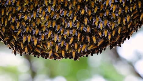 巨型蜜蜂 (giant honey bees) 建立了巨大的巢穴, 裡面有對稱的<unk>袋, 用來儲存蜂蜜作為食物來源.