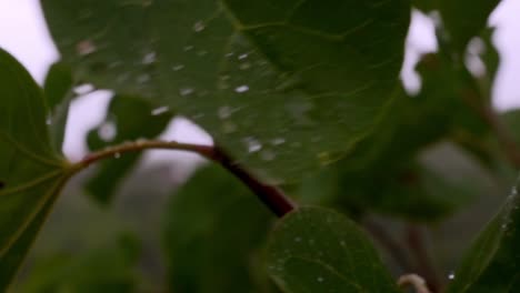 Cerrar-Grandes-Hojas-Verdes-Con-Gotas-De-Lluvia-Sobre-Ellas,-Soplando-Por-El-Viento,-120fps