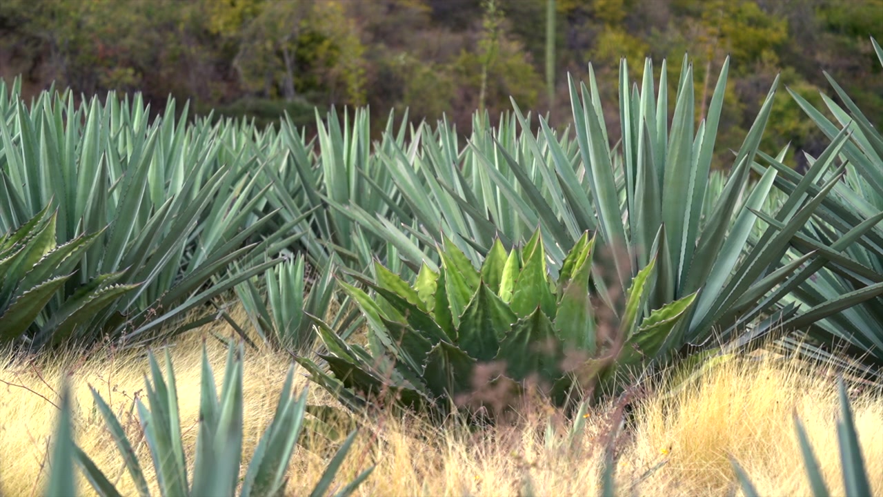 Geleneksel bir Meksika tarlasında yetiştirilen, tekila ve mezcal üretiminde kullanılan olgun mavi agave bitkilerinin geniş çekimi. Agavenin dikenli mavi-yeşil yaprakları rustik bir kırsal araziye karşı öne çıkıyor.
