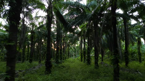 Large-field-of-palm-oil-trees-monoculture-farming,-Thailand