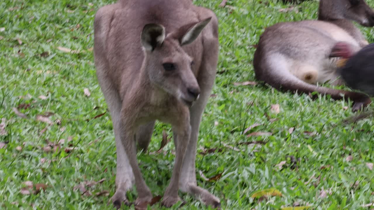 el canguro interactúa con el pájaro en el campo de hierba