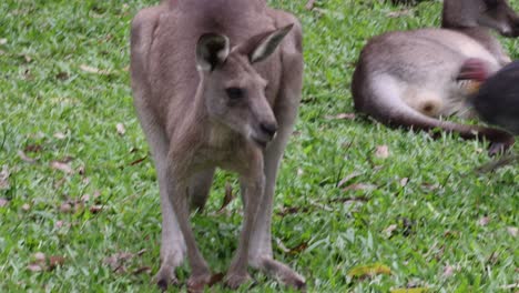 kangaroo interacts with bird on grassy field