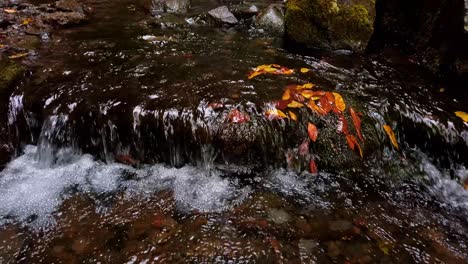 Süßwasserbach-Am-Bach-Bei-Levada-Das-25-Fontes-Auf-Der-Insel-Madeira-In-Portugal