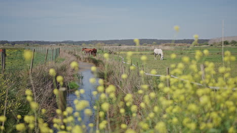Horses-feeding-on-wild-grass-during-spring-long-shot-on-a-pasture-with-a-small-river-in-between