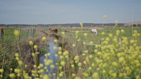 horses feeding on wild grass during spring long shot on a pasture with a small river in between