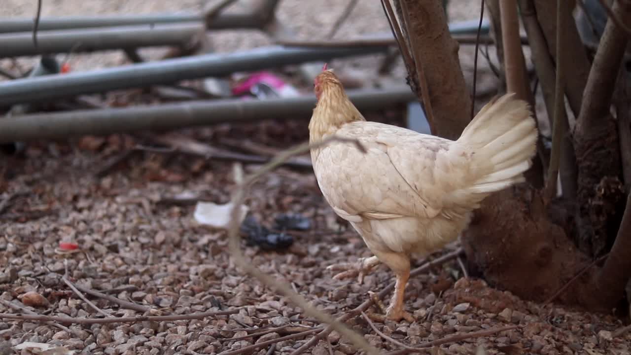 pollo hembra de color buff domesticado camina en un jardín