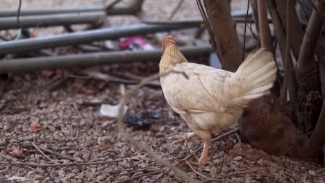 Domestiziertes-Lederfarbenes-Weibliches-Huhn-Geht-In-Einem-Garten-Herum