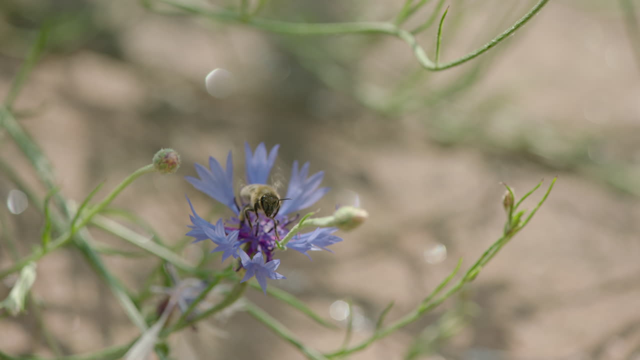 una sola abeja sentada en una flor violeta y comenzando a volar lejos en cámara lenta