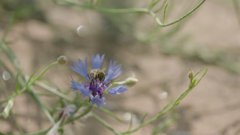 Una-Sola-Abeja-Sentada-Sobre-Una-Flor-Violeta-Y-Comenzando-A-Volar-En-Cámara-Lenta