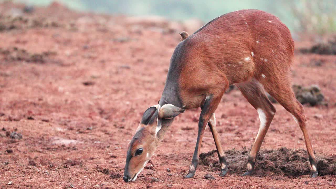 el cape bushbuck en la naturaleza en la cordillera de aberdare en kenia - de cerca