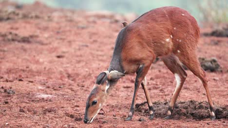 Cabo-Bushbuck-En-Estado-Salvaje-En-La-Cordillera-De-Aberdare-En-Kenia---Primer-Plano