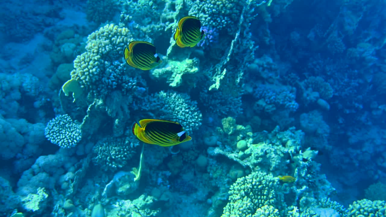Close up of diagonal butterflyfish swimming near a coral reef