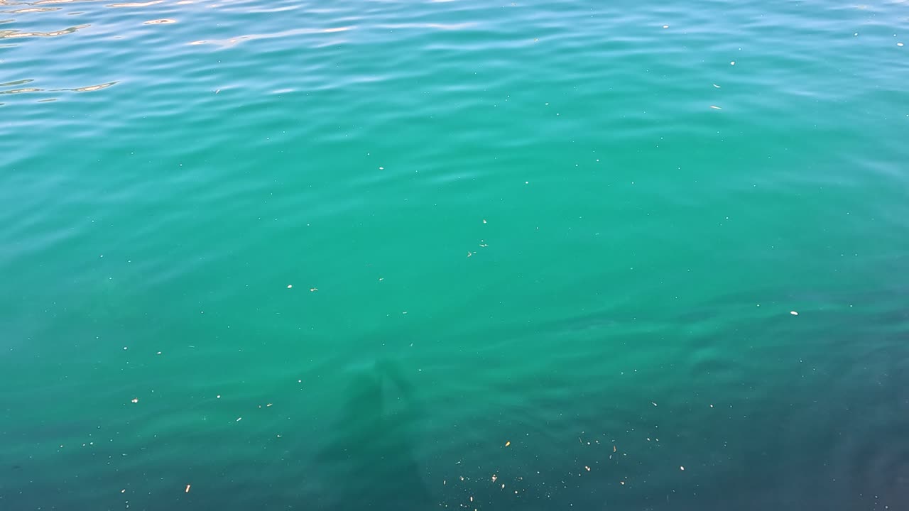 평온한 물 표면과 눈에 띄는 수중 그림자