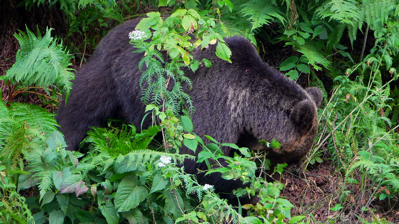 European brown bear searching for food on Romanian forest. Slow motion