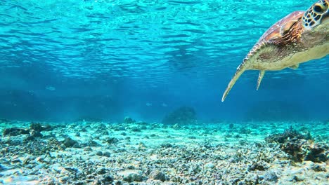 Green-Sea-Turtle-Swimming-Under-The-Tropical-Blue-Sea