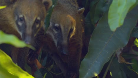 close up shot of a family of ring tailed coatis hiding in the bushes