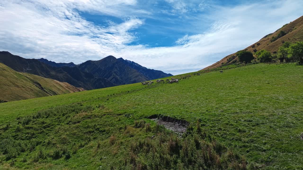 Carrellata con inclinazione verso l'alto su pecore al pascolo su un fianco della collina nella regione di Otago, Nuova Zelanda.