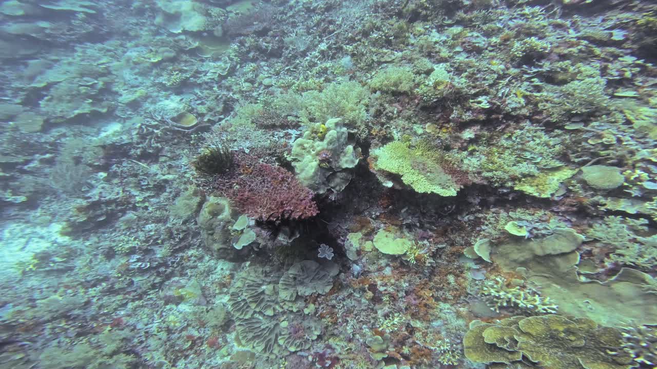 호주 그레이트 배리어 리프 (great barrier reef) 의 깊은 바다 산호초의 클로즈업으로 다양한 모양과 색의 다양한 산호를 보여줍니다.