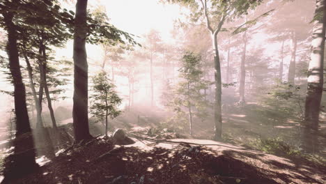 FPV-Drohnenflug-Schnell-Und-Wendig-Durch-Einen-Herbstwald-Bei-Sonnenuntergang