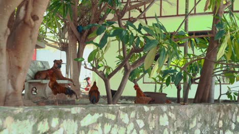 vista del perro acostado en un banco fuera del templo tailandés con pollo y gallina caminando por el territorio