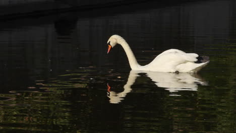 Cisne-Blanco-Moviéndose-Suavemente-A-Través-Del-Lago