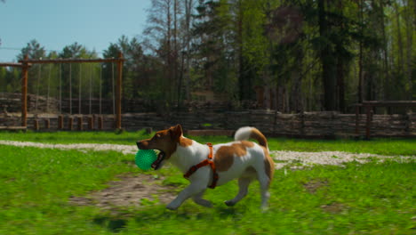 jack russell terrier puppy playing in a park