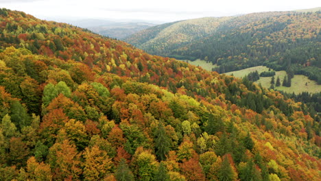 aerial flying over multicolored mixed autumn woodland in romanian mountains