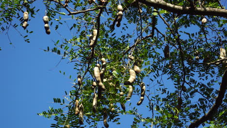 close up shot of famous tamarin tree against blue sky in new zealand, bottom up