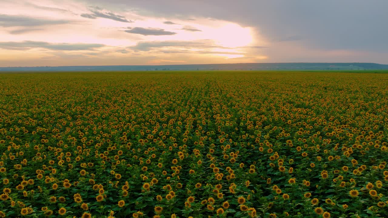 el campo de girasoles al atardecer