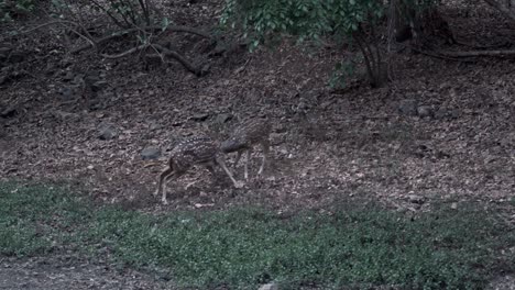 a deer horn fight in a forest