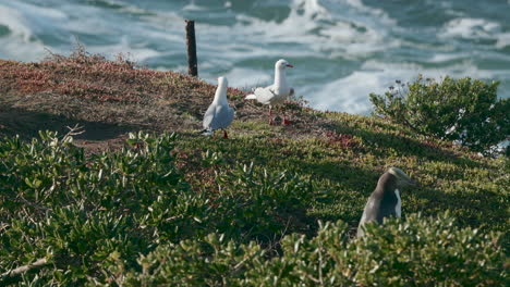 Yellow-eyed-Penguin-Walks-Away-From-Two-Red-billed-Gulls-At-Sunrise-In-Katiki-Point,-New-Zealand