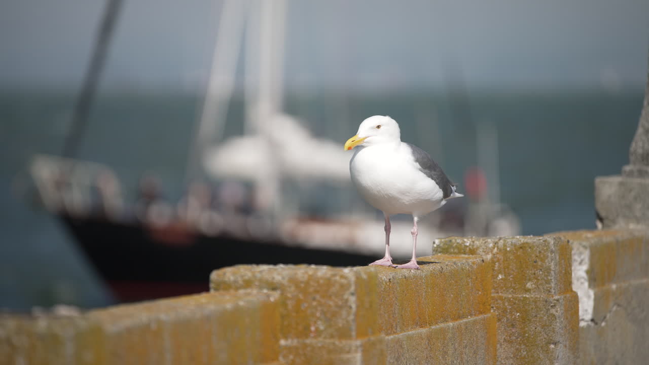 A seagull stands in a blustery wind on a pier in San Francisco Bay with a sailboat rolling on the waves in the background