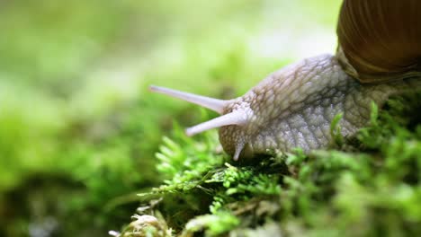 helix pomatia also roman snail, burgundy snail