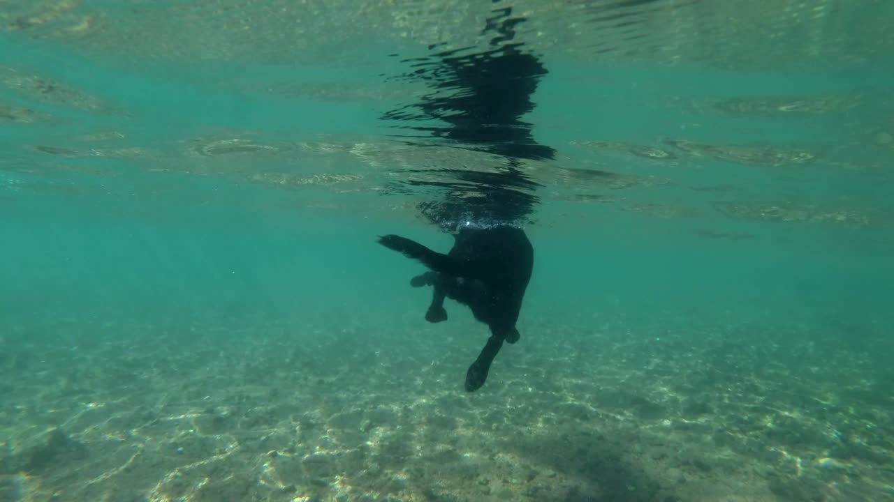 검은 개는 물 표면에서 수영합니다. 수중, 4k-60fps. 은 바다, dahab, 이집트.