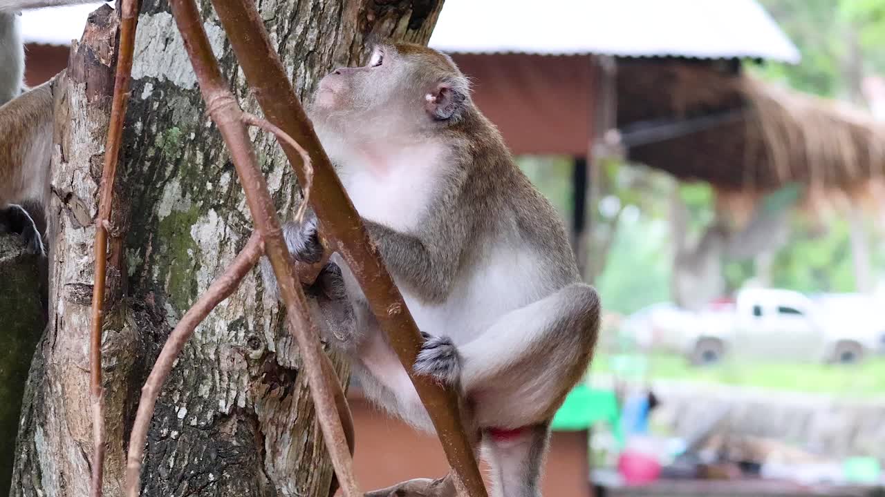un mono interactuando con un árbol en krabi, tailandia