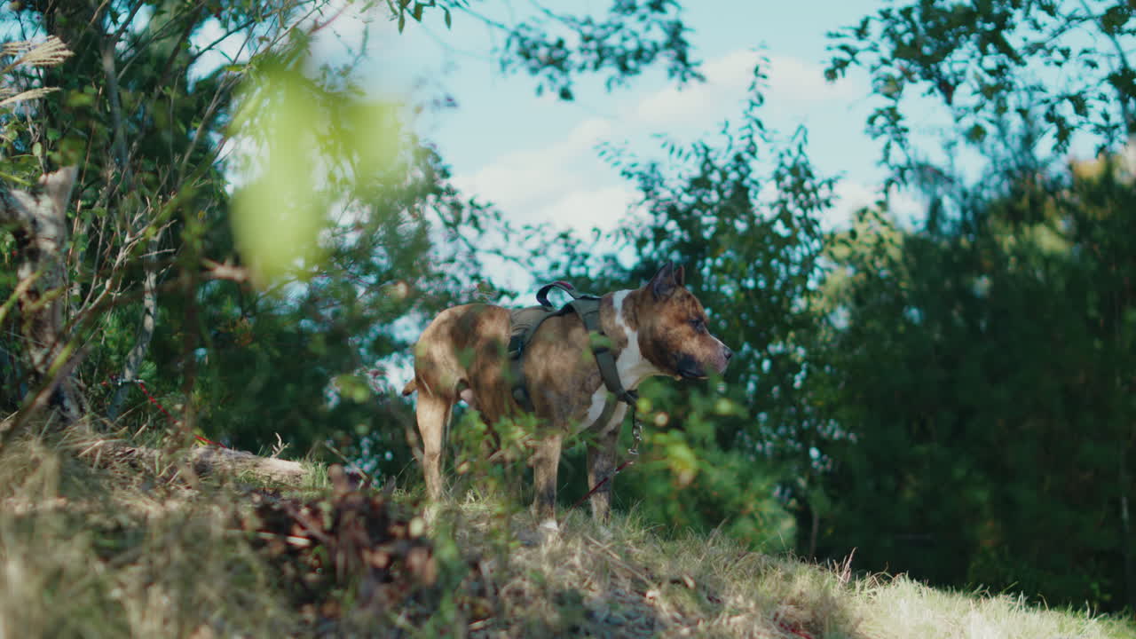 A cheerful K9 pitbull dog wearing a harness looks around curiously in a vibrant green nature environment. The scene captures the dog's playful energy and connection to the natural surroundings.