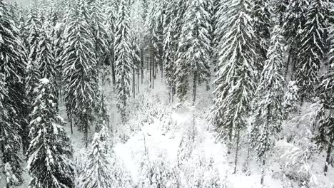 Breathtaking Natural Landscape Frozen Forest Winter Beautiful Scenery Landscape with Snowy Forest Road from a Drone