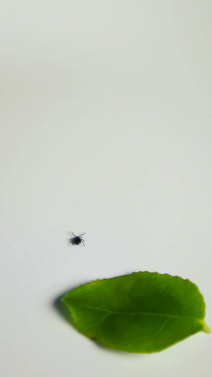 Una singola zecca ematofaga, possibile vettore di borreliosi, che striscia vicino a una foglia verde isolata su uno sfondo bianco, a dimostrazione del pericolo di encefalite e malattia di Lyme.