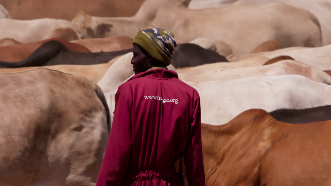 Close up follow shot of a herder next to moving boran cattle