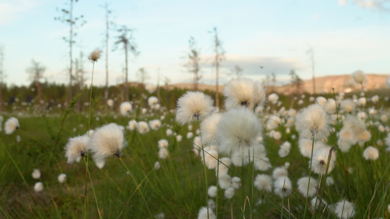 tussock cottongrass cerca balanceándose en el viento en el pantano durante el verano