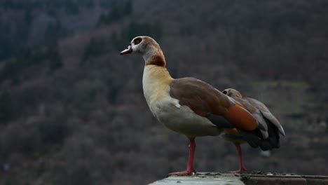 close up view of a pair of bavarian wild geese relaxing on a stone wall during winter season in germany