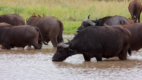 a herd of african buffalo herd standing in a watering hole drinking water and licking lips in the kruger national park