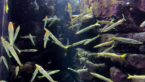 sphyraena pinguis gunther - barracuda, lucio
