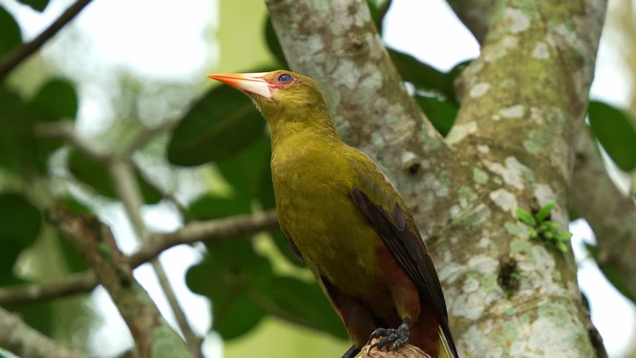 oropendola verde, psarocolius viridis posado en la rama de un árbol en hábitats boscosos, observando sus alrededores y emitiendo sus llamadas distintivas en medio del bosque, fotografía de cerca