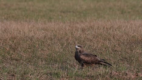 Nach-Links-Gerichtet,-Wie-Auf-Dem-Gras-Gesehen,-Das-Unter-Der-Morgensonne-Ruht,-Schwarzohrmilan-Milvus-Lineatus-Pak-Pli,-Nakhon-Nayok,-Thailand