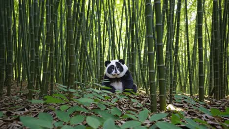 funny panda in bamboo forest