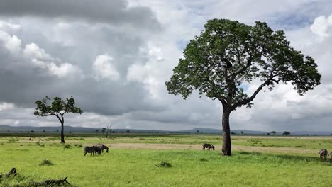 herd of zebra standing in trees shade and grazing in mikumi national park savanna in tanzania