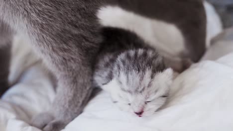 close-up of a scottish fold striped kitten lying