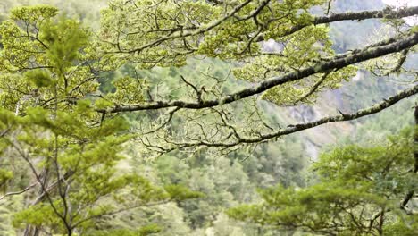 Lush green forest canopy with branches swaying gently, captured in natural light, showcasing tranquil wilderness