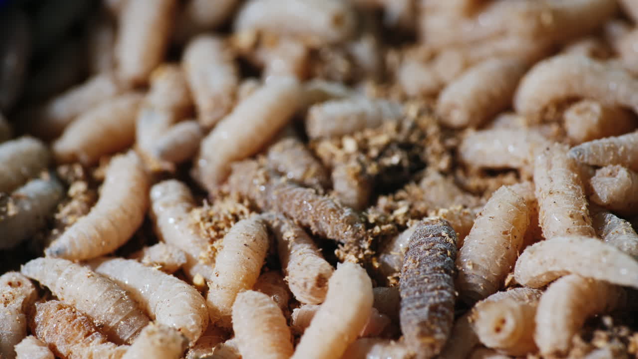 물고기를 잡기 위한 수분이 많은 구더기 1